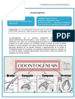 guia practica individual 11 -Odontogenesis (1) pdf
