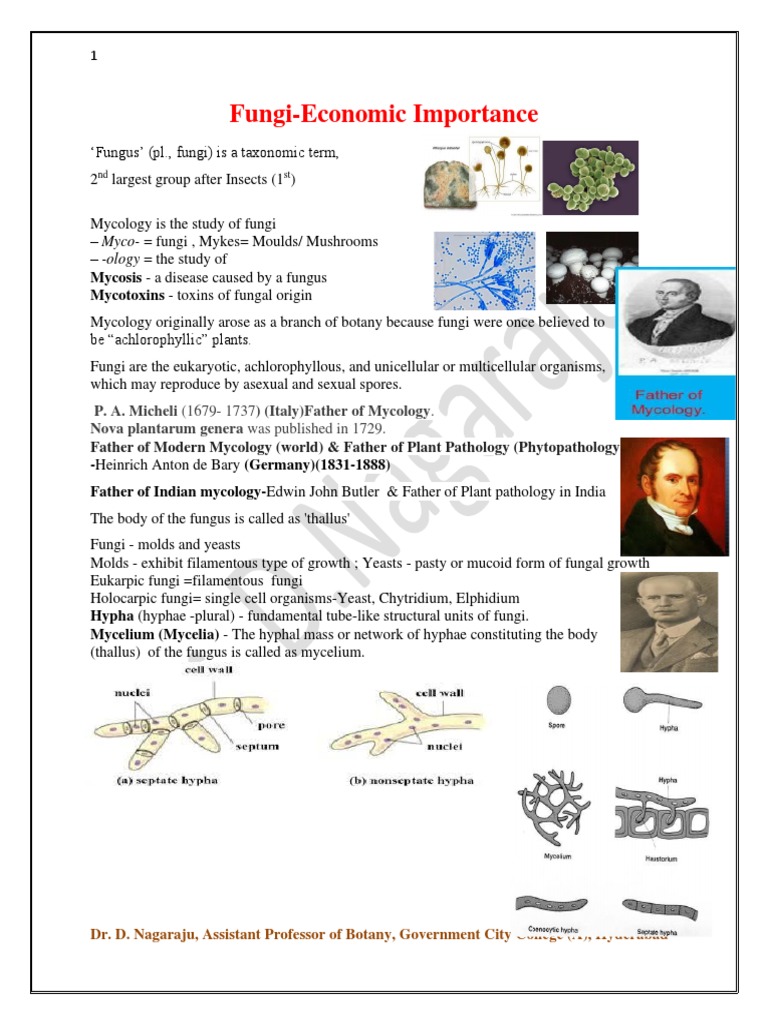 Economic Importance of Fungi Explained | PDF | Fungus | Mycology