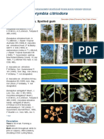 Lemon-scented Gum Species Profile