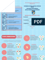 Folleto Etapa Embrionaria y Fetal PDF-infografía Enfermería