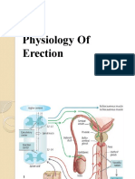 Fisiologi Ereksi