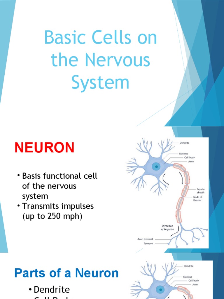 Basic Cells On The Nervous System Jo | PDF | Neuron | Action Potential