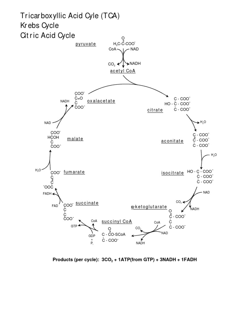 Tricarboxyllic Acid Cyle (TCA) Krebs Cycle Citric Acid Cycle | PDF