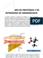 Catabolismo de Proteínas y de Nitrógeno de Aminoácidos