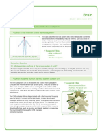 Brain: - What Is The Function of The Nervous System?
