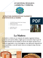 Tema 1 Anatomia Macroscopic