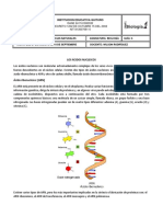 Los ácidos nucleicos y su importancia en la célula