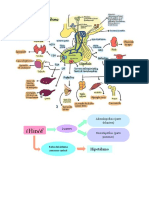 Eje Hipotalamo Hipofisis
