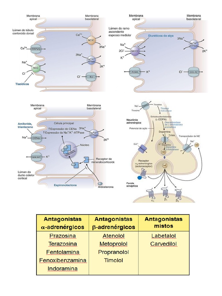 Mecanismo de Ação FármacosantihipertensivosFarmácia PDF
