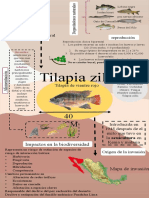 InfografiaTilapiazillii