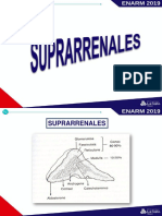 Guía Gráfica Suprarrenales 2019