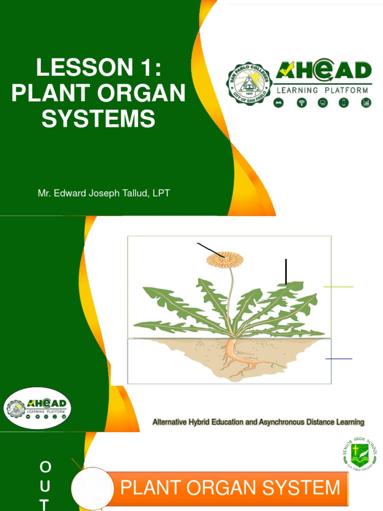 Plant Organ System | Download Free PDF | Plant Stem | Leaf