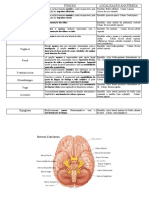 Principais nervos cranianos: funções e localizações anatômicas