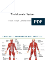 The Muscular System: Tristan Joseph Cantillo BSN-RN, CRN