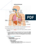 4 Sistema Respiratorio