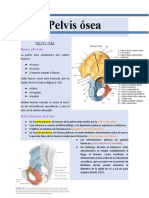 Pelvis Ósea. Episiotomia