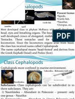 Class Cephalopods: - Squids, - Cuttle Fish, - Nautilus, - Octopus, Etc