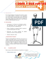 El Sistema Oseo y Sus Partes para Cuarto Grado de Primaria