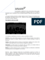 Para Informarnos Un Poco Sobre Los Dientes de Leche y Dientes Definitivos.