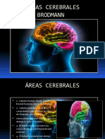 Áreas Cerebrales