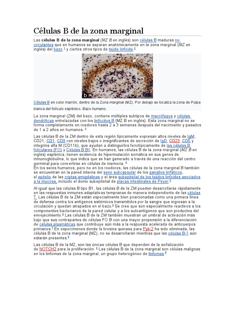 Células B de La Zona Marginal | PDF | Biologia de sistemas | Células