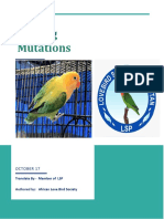 Euwing Mutations Fischer Lovebird