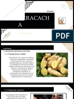 Propagación y cultivo de la arracacha