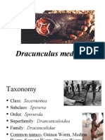 Dracunculusmedinensis 2