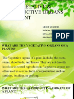 The Vegetative and Reproductive Parts of A Plant