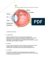 Anatomía Del Ojo.