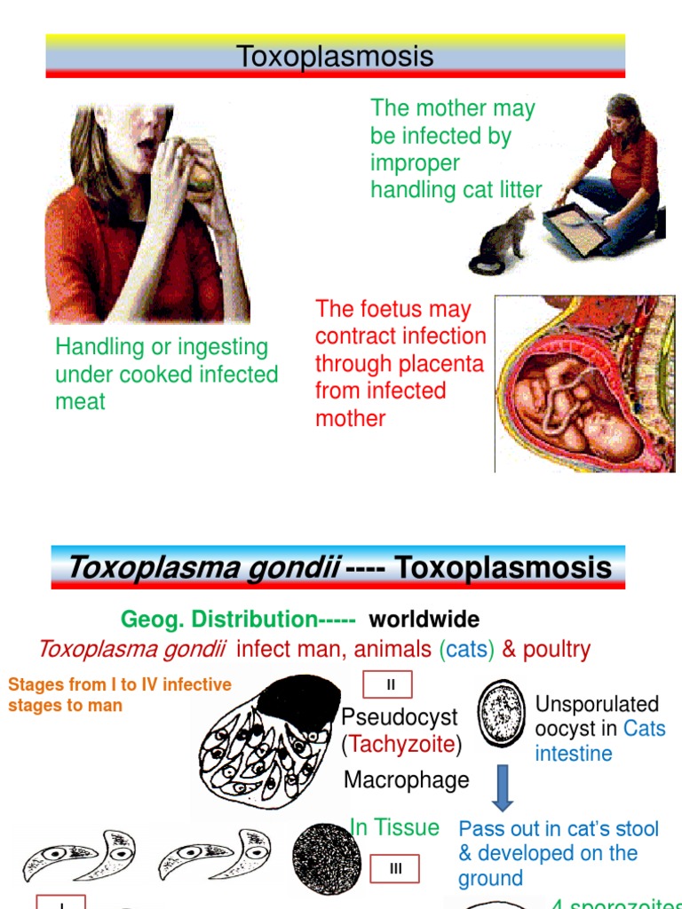 Toxoplasmosis The Mother May Be Infected by Improper Handling Cat