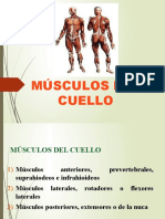 02MÚSCULOS DELCUELLO