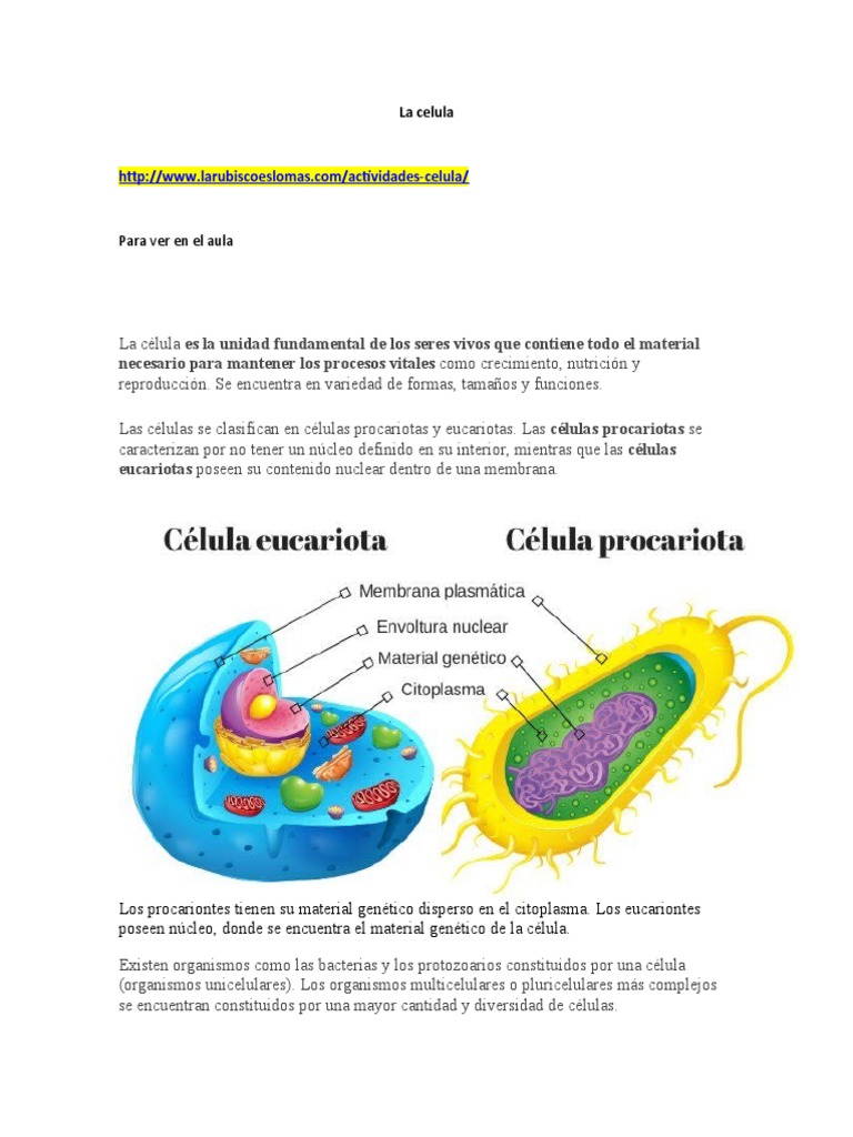 Estructura y Función de la Célula | PDF | Citoplasma | Biología Celular)