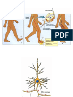 NEURO - CELL - CM Part1 - J. VALMIER