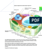 Struktur Sel Tumbuhan Dan Fungsinya Lengkap Beserta Gambar Organel