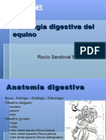 Fisiología Digestiva Del Equino