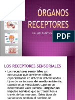 Organos Receptores