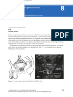 Protrata Traducido