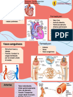 Anatomia y Fiosologia Cardiovascular