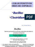 bacillus y clostridium