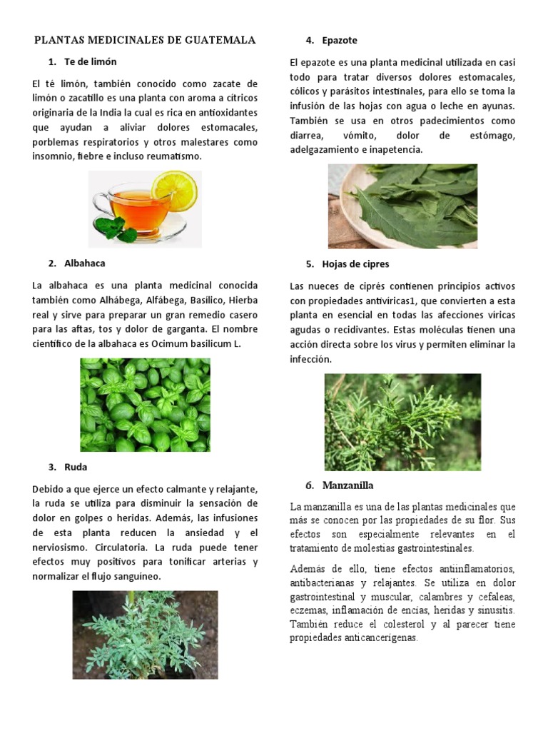 Si collar detergente Plantas Medicinales de Guatemala | PDF | Albahaca