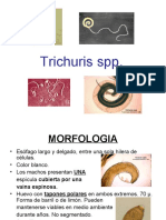 Trichuris SPP