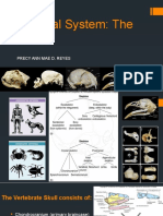 Skeletal System: The Skull - Anatomy and Functions in 40 Characters