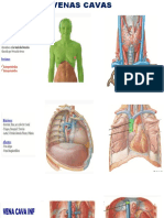 Anatomía Sem 6 DR Bustamante