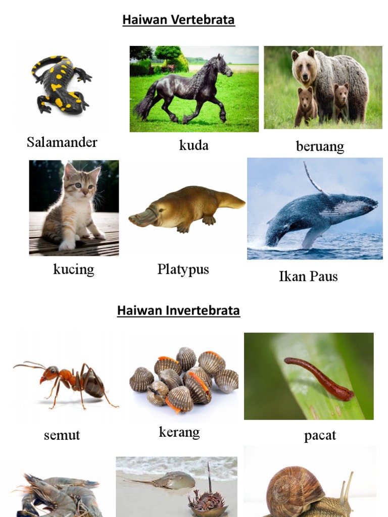Vertebrata