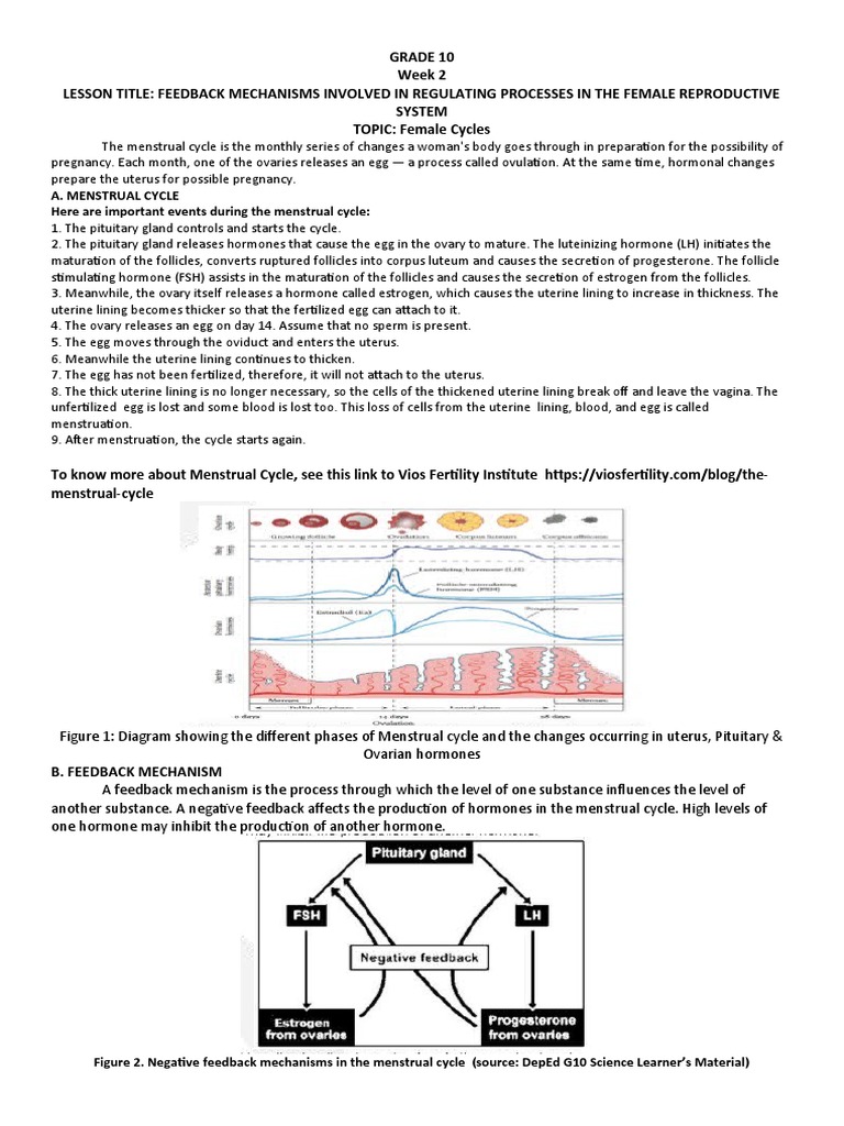 Menstrual Cycle Feedback Mechanisms | PDF | Menstrual Cycle ...