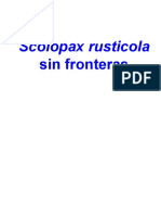 Scolopax Rusticola Sin Fronteras (Lekeitio)