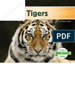 Tigers 1