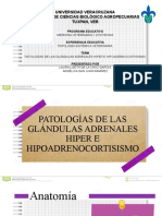Tema_patologías de Las Glándulas Adrenales Hiper e Hipoadrenocortisismo (2)