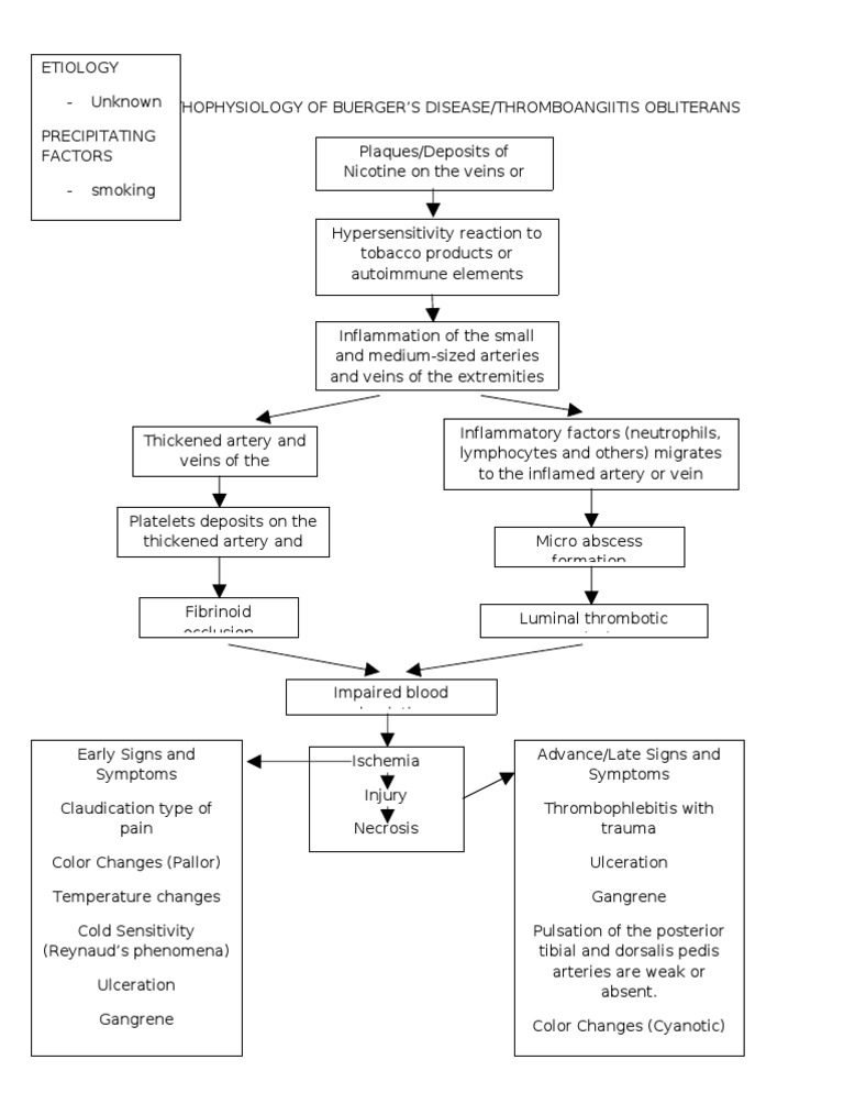 PATHOPHYSIOLOGY OF BUERGER disease Diseases And Disorders Clinical